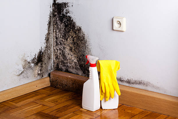 Best Mold Damage Restoration  in Las Quintas Fronterizas, TX